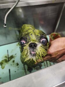 むくくんのトリミング写真