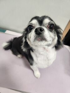 ココルちゃんのトリミング写真