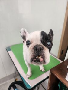 麗（うらら）ちゃんのトリミング写真