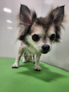 cocoaちゃんのトリミング写真
