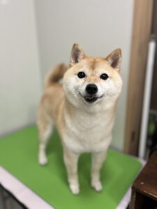 ぽん子(こ)ちゃんのトリミング写真