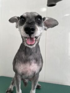 ロッキーくんのトリミング写真