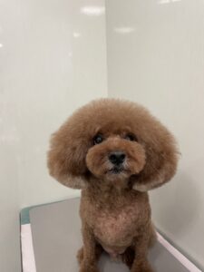 りくくんのトリミング写真