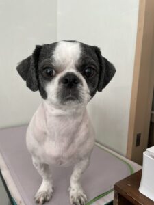 然(ぜん)くんのトリミング写真