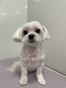ルナちゃんのトリミング写真