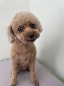 そらくんのトリミング写真