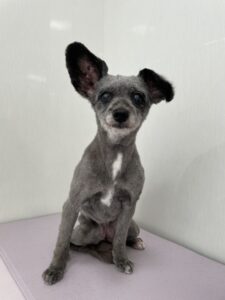 ココアちゃんのトリミング写真