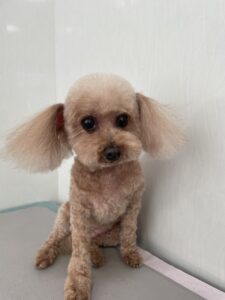 モカちゃんのトリミング写真
