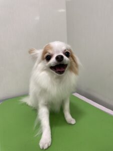 すみれちゃんのトリミング写真