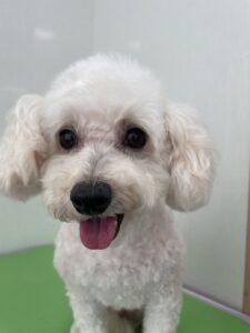 メルちゃんのトリミング写真