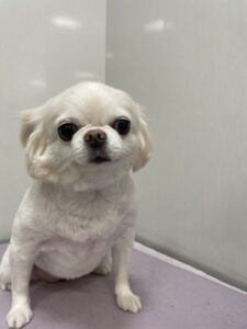 おとちゃんのトリミング写真