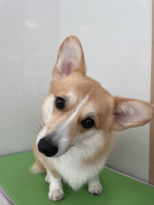 cocoa(ココア)ちゃんのトリミング写真