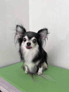 ハチくんのトリミング写真