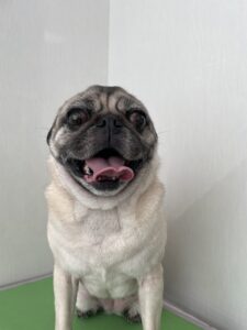 エマちゃんのトリミング写真