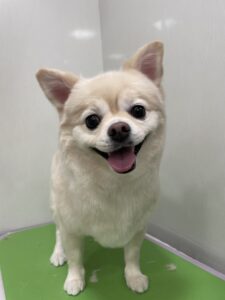 ポコくんのトリミング写真