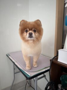 つばさくんのトリミング写真