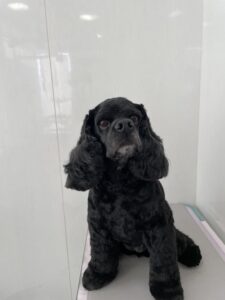8月22日のわんこたちの写真