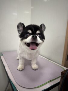 ココくんのトリミング写真