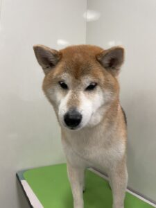 小太郎(こたろう）くんのトリミング写真