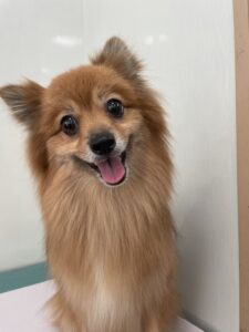 レックスくんのトリミング写真