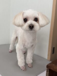 あんずちゃんのトリミング写真