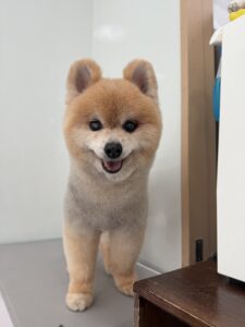 こじろーくんのトリミング写真