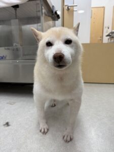 チロちゃんのトリミング写真
