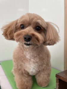 コロンちゃんのトリミング写真