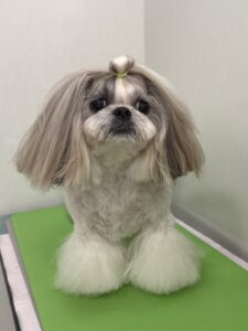 ココちゃんのトリミング写真