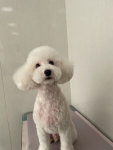 アランくんのトリミング写真