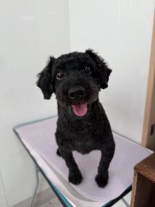 チョコクッキーくんのトリミング写真