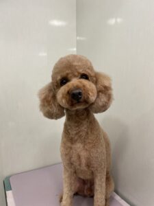 レオンくんのトリミング写真