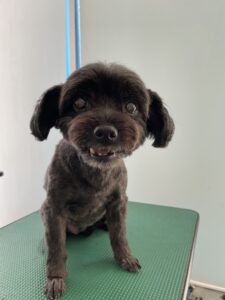 8月30日のわんこたちの写真
