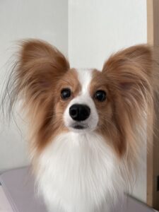 そらくんのトリミング写真