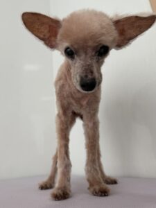 ロコモコくんのトリミング写真