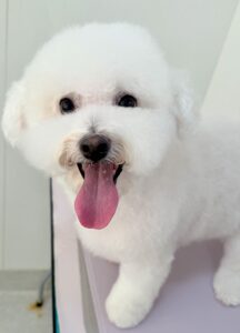 ハヤンくんのトリミング写真