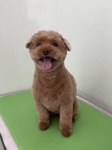 プティちゃんのトリミング写真
