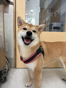 杏(あんず)ちゃんのトリミング写真