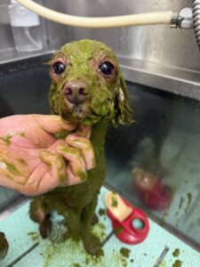 はなちゃんのトリミング写真