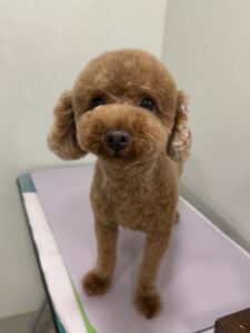 ごまみくんのトリミング写真