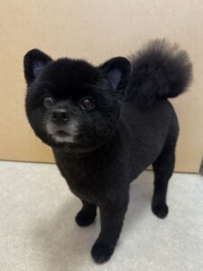 8月23日のわんこたちの写真