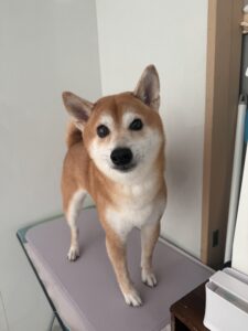 リクくんのトリミング写真