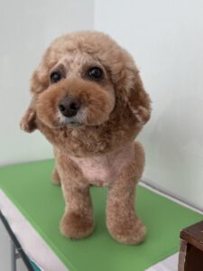 8月24日のわんこたちの写真