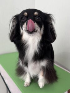 レナちゃんのトリミング写真