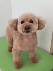 8月25日のわんこたちの写真