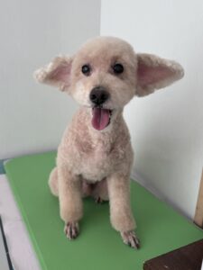さくくんのトリミング写真