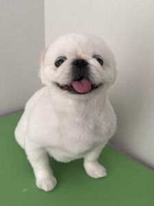 ペコちゃんのトリミング写真