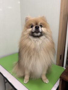 たぬきちくんのトリミング写真