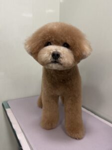 田んぼくんのトリミング写真