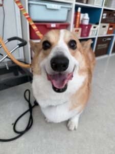 コテツくんのトリミング写真